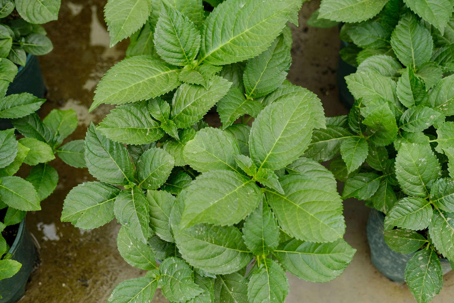 浇水频次, 尤其是地栽, 此时若被阳